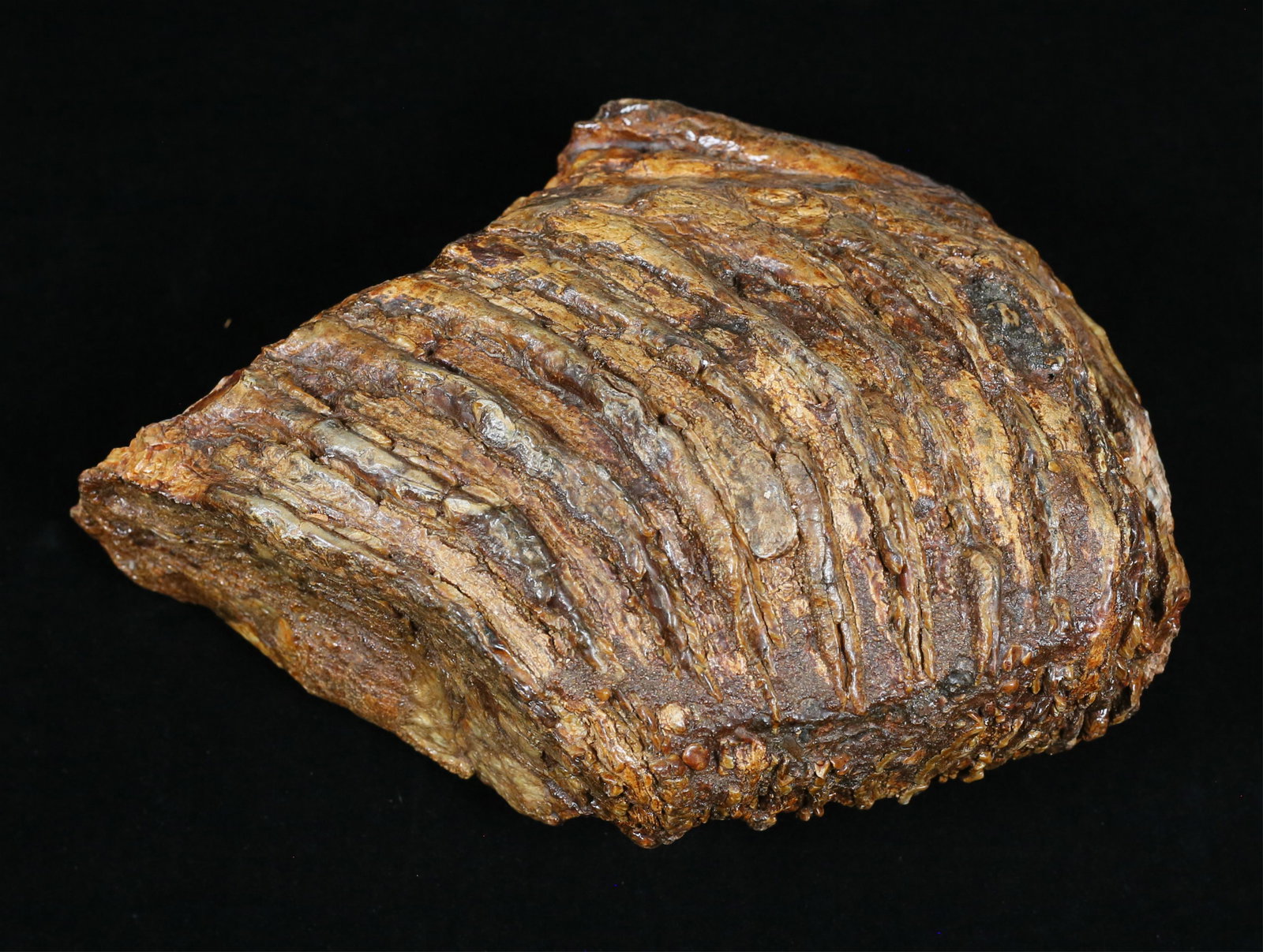 Large Wooly Mammoth Tooth Fossil: Large Wooly Mammoth Tooth Fossil. Vertebrata Wooly Mammoth Tooth Fragment, Pleistocene Epoch. Red River, Texas. 11" x 7.5" x 4" From the estate of Frank Hall owner of Dover Scientific and collector of