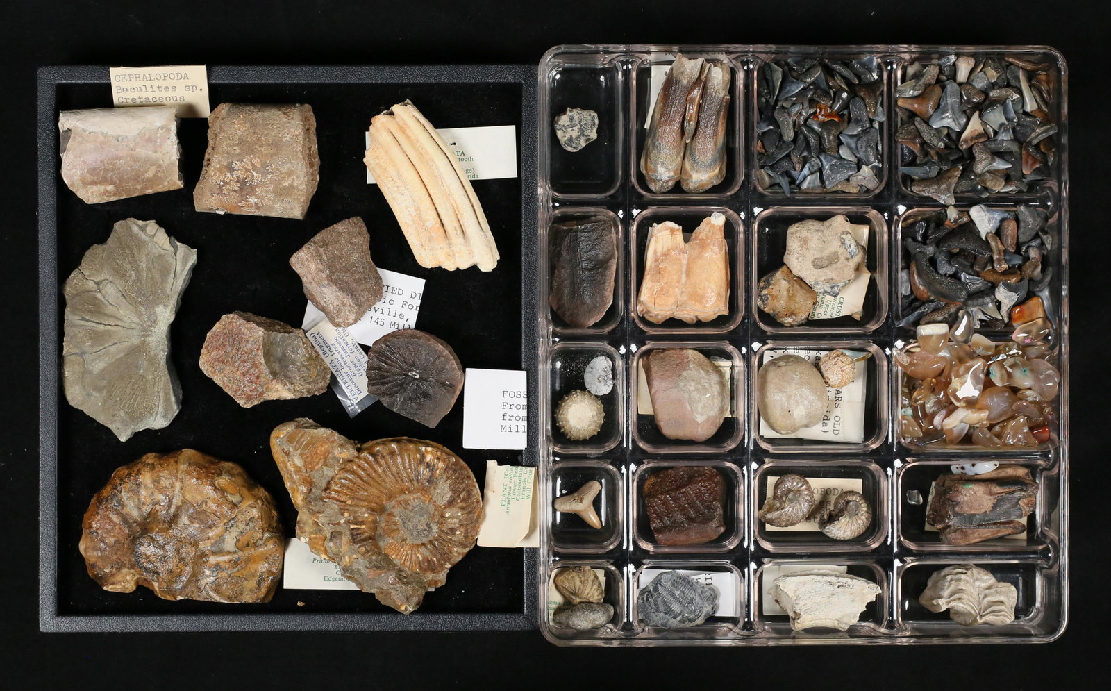 Fossil Collection Shark Cephalopoda Trilobite: Trilobite Middle Cambrian Wheeler Shales, Utah, Primitive Horse Tooth Pleistocene, Florida. Cephalopoda Upper Cretaceous Pierre Shales. Seed Fern Lower Pennsylvania, Illinois. Agatized coral Miocene,