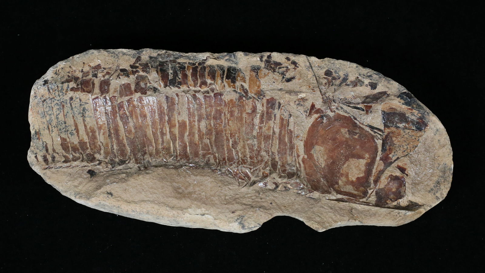 Fossil Fish on Limestone Nodule Half Brazil (1 of 5)