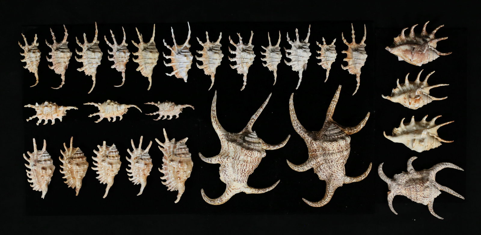 Spider Conch Shells (1 of 17)