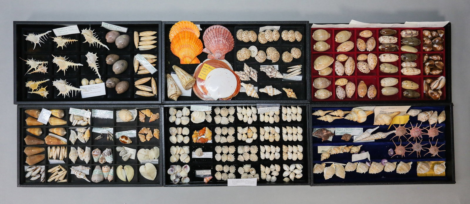 Grouping Of Shells Murex Cowrie Scallop (1 of 17)