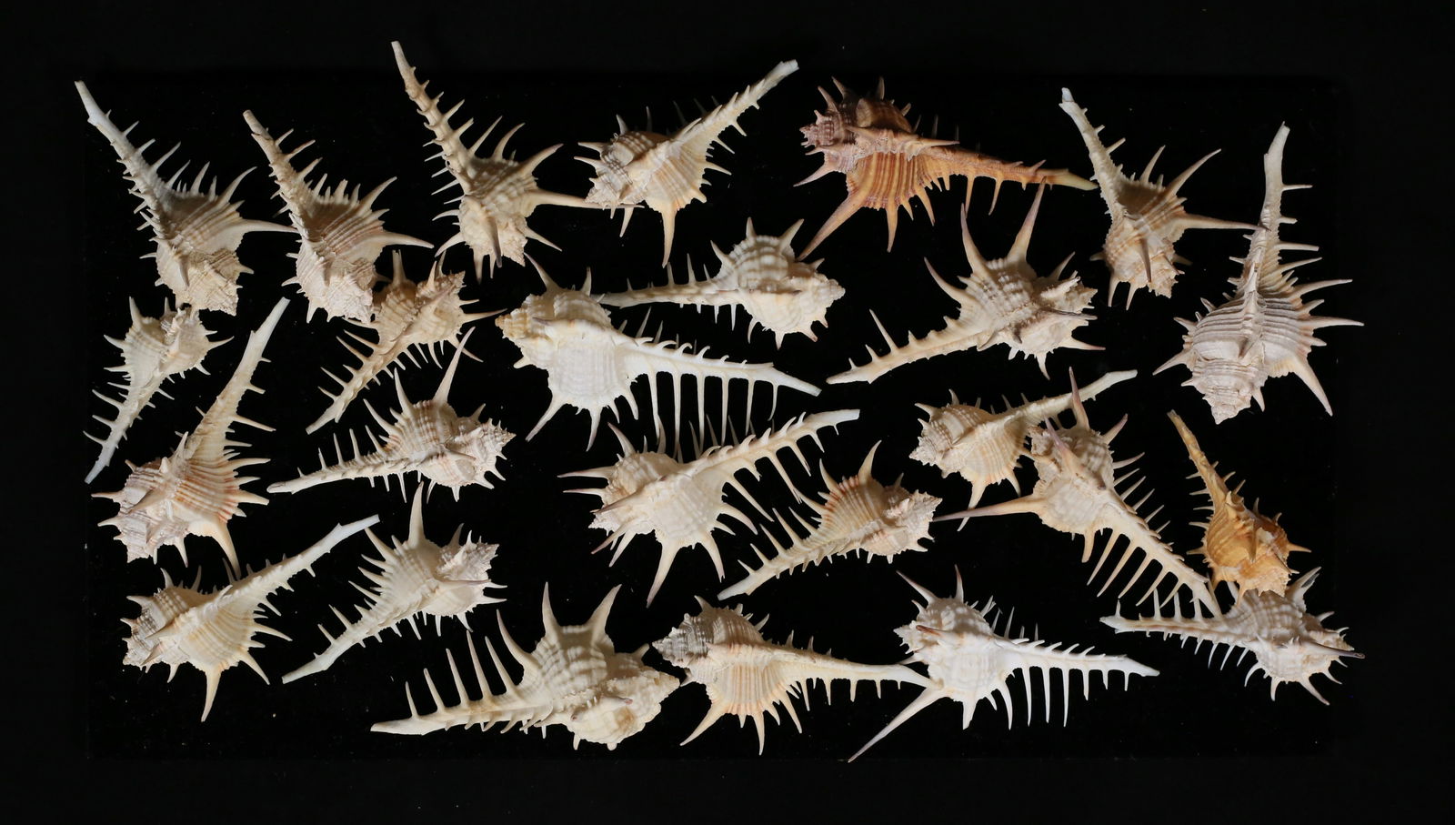 25 Black Tipped Murex Shells from Philippines (1 of 6)