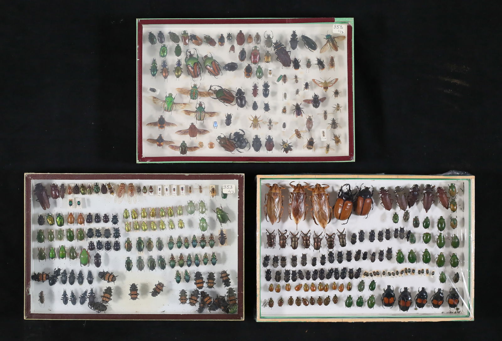 Lot of Beetle & Insect Specimens (1 of 13)