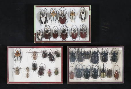 Lot of Beetle Specimens Rhinoceros, Goliath: 3 display cases of large taxidermy beetle specimens. Goliath beetles, Acrocinini, rhinoceros beetles including Chalcosoma chiron Caucasus beetles and Hercules beetles. Largest Goliath 3 7/8"L. Some