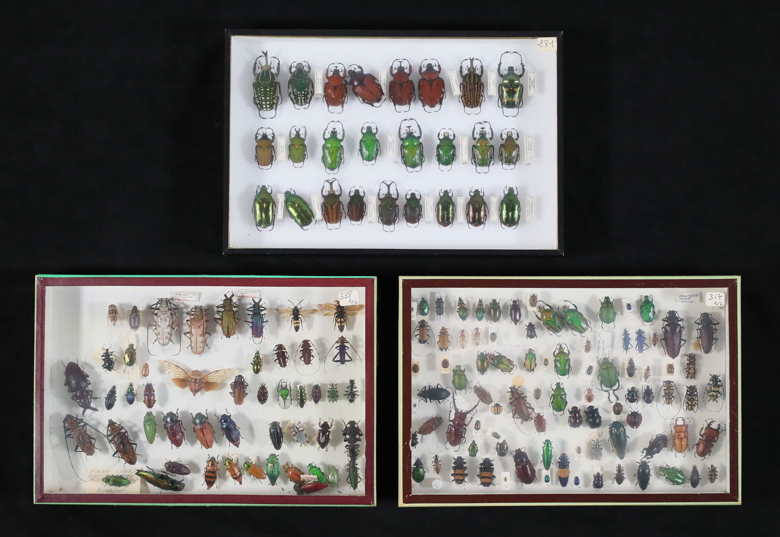 Lot of Beetle & Other Insect Specimens (1 of 13)
