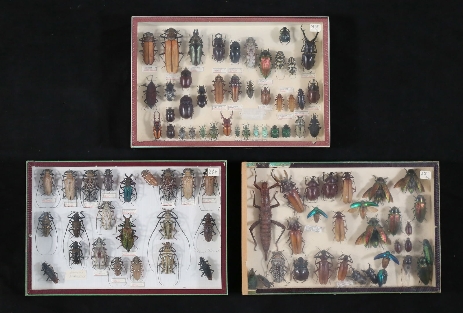 Lot of Longhorn & Other Beetle Specimens (1 of 14)