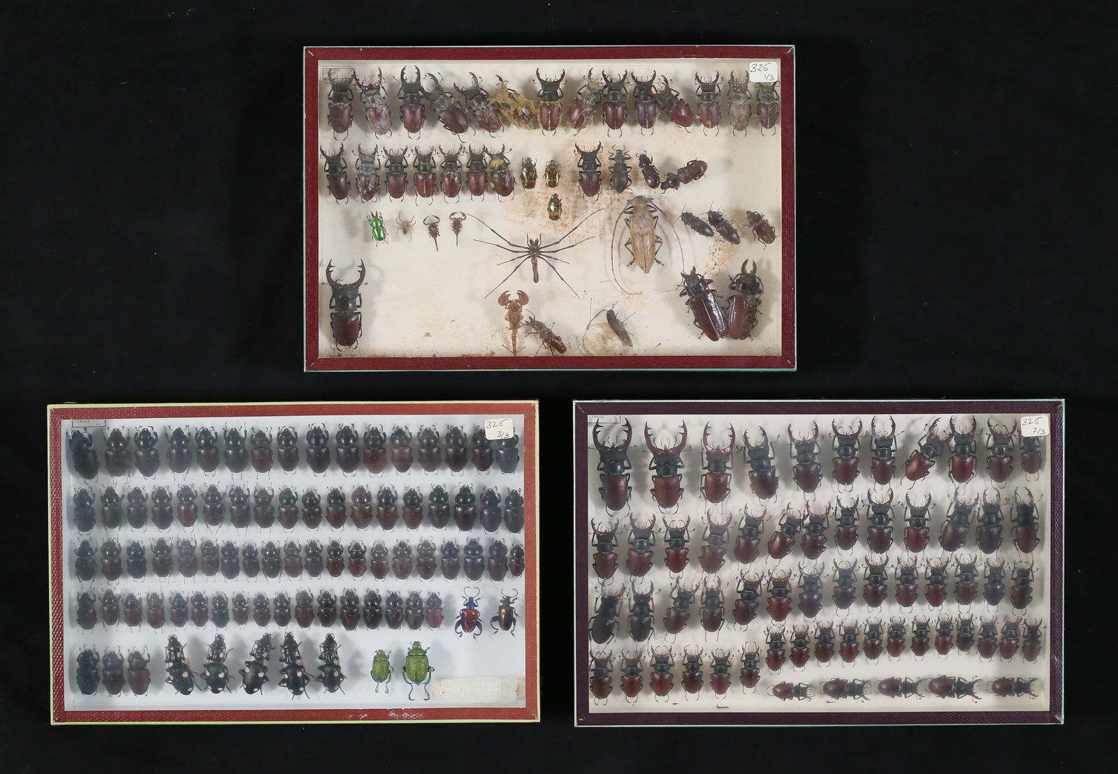 Collection of Stag Beetle & Other Specimens (1 of 14)