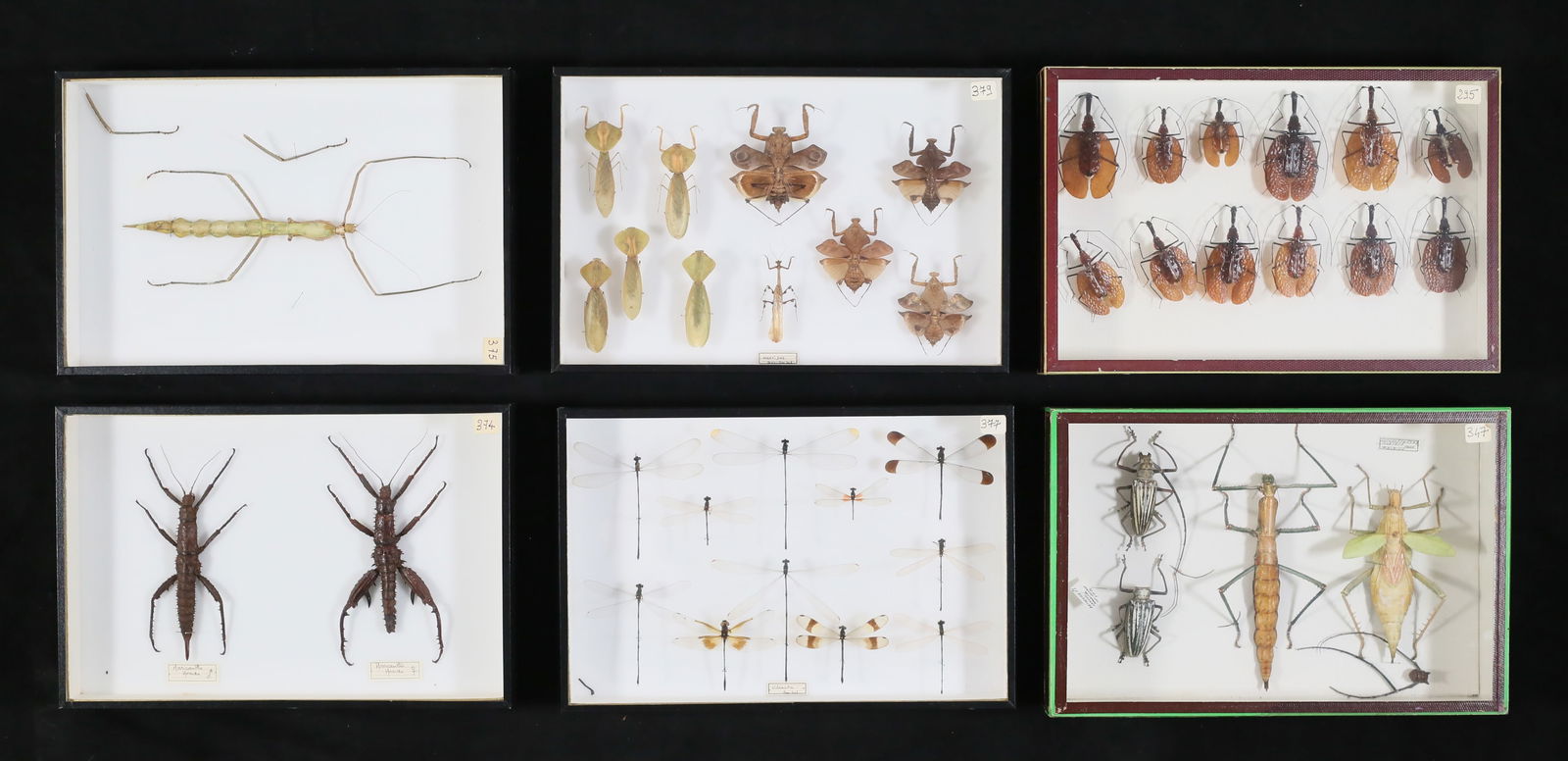 Collection of Insect Specimens (1 of 19)