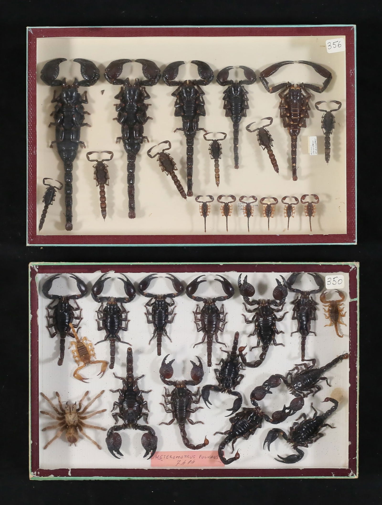 Collection of Scorpion Specimens (1 of 9)