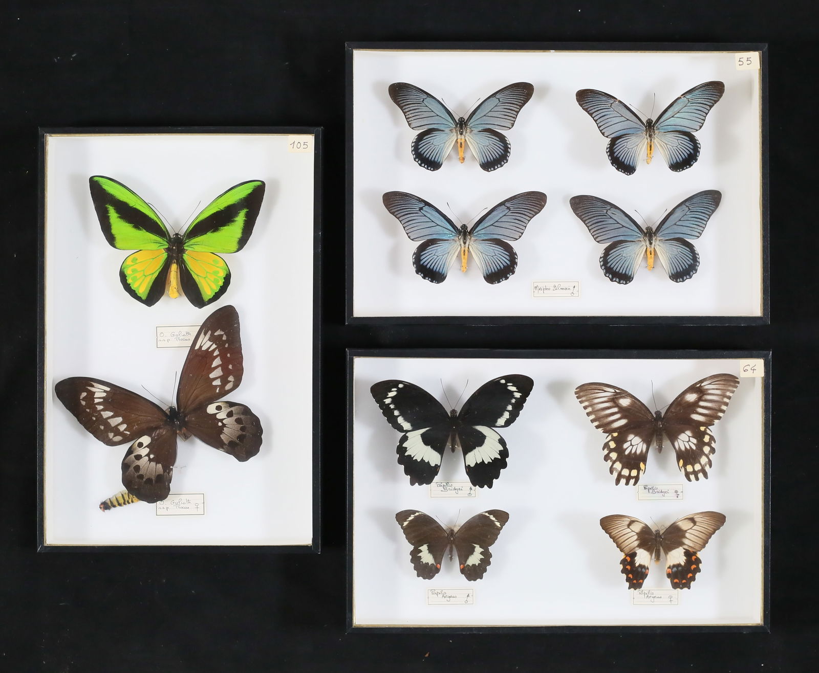 Collection of Butterfly Specimens (1 of 10)