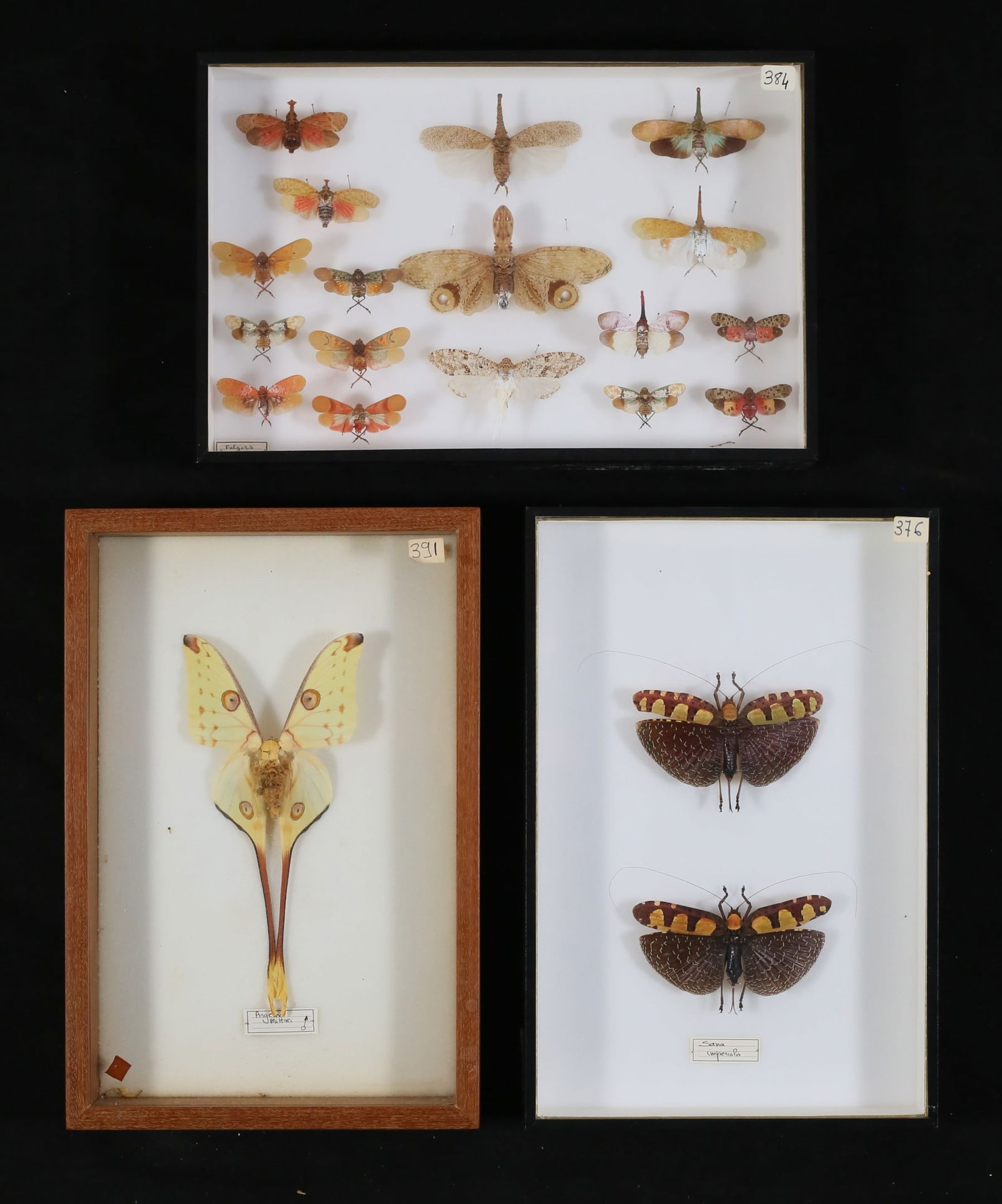 Collection of Moth & Other Insect Specimens (1 of 12)