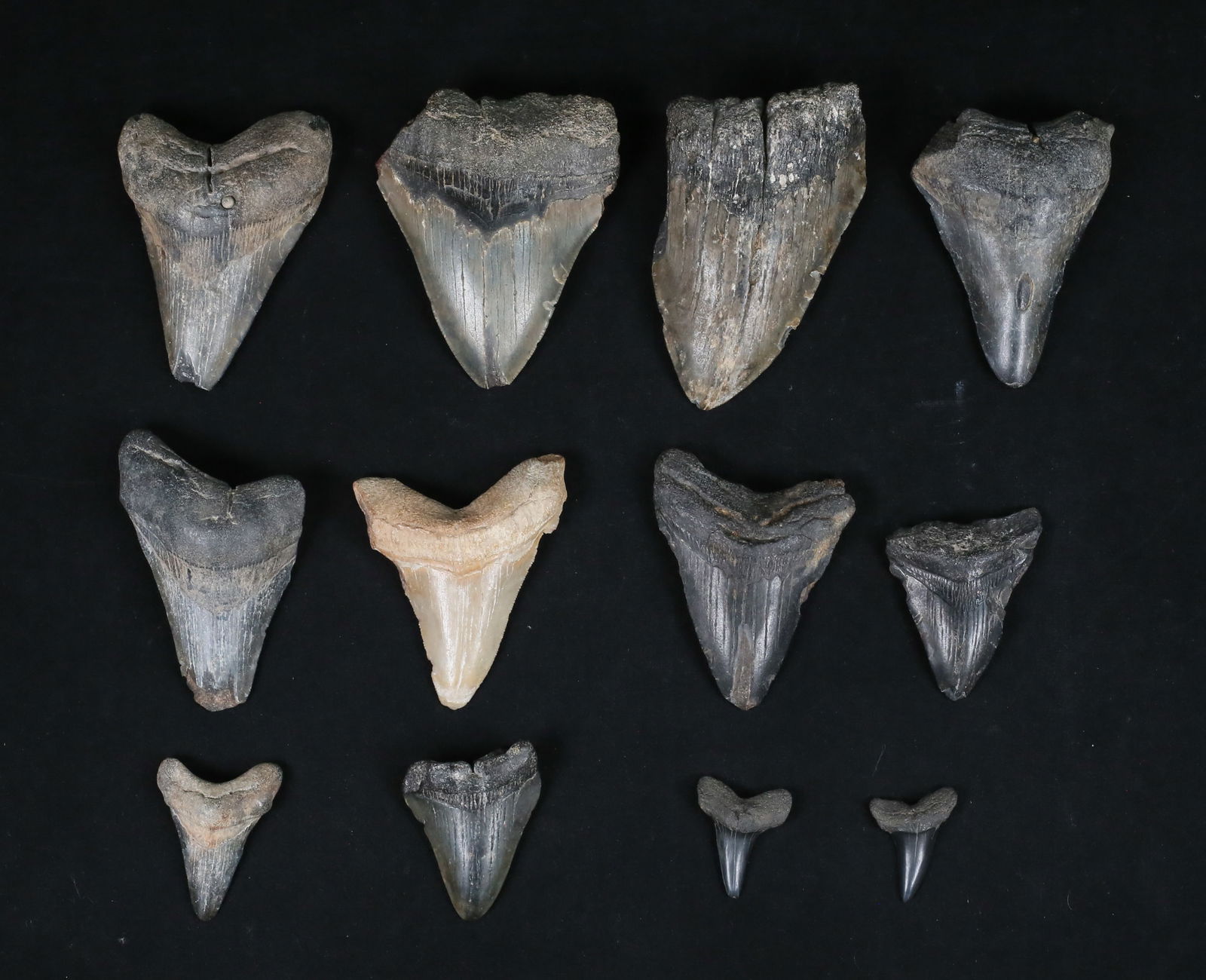 Lot of 12 Megalodon & Shark Teeth: Collection of 12 Megalodon and other shark tooth fossils. Largest 4 3/4"L x 3"W. All with some chips and losses.