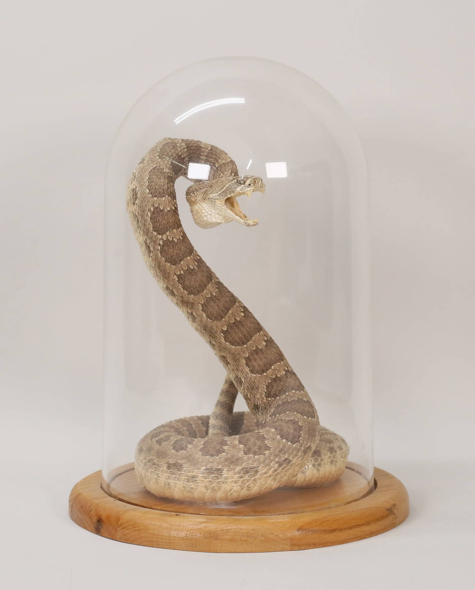 Rattlesnake Taxidermy Auction