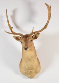 Fallow Deer Taxidermy Mount