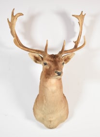 Fallow Deer Taxidermy Mount