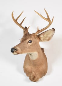 Deer Taxidermy Mount