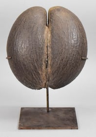 Coco de Mer Nut Seychelles