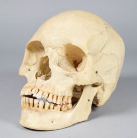 Medical Human Skull Specimen