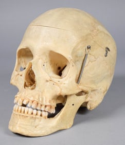 Medical Human Skull Specimen