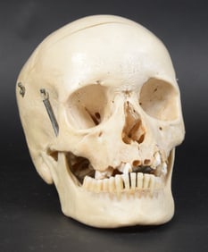 Medical Human Skull Specimen