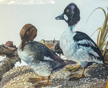 Le Blanc - Goldeneye - Pair of Ducks prints