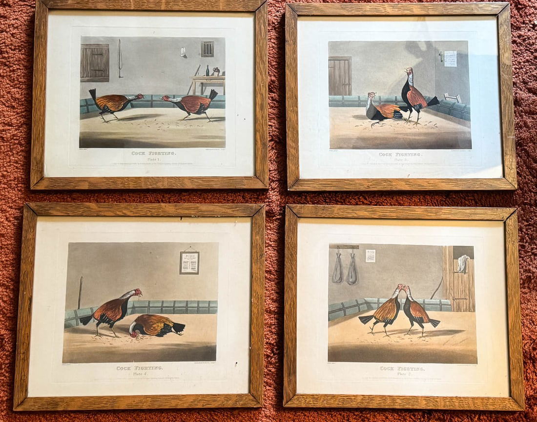 4 Cock Fighting Prints English Circa 1850 Duck (1 of 17)