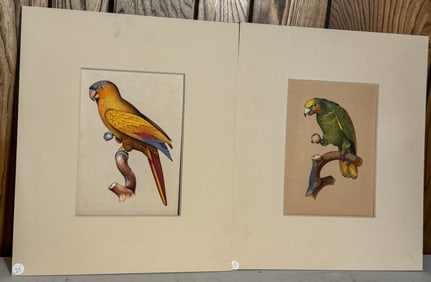 Pair of Parrot Paintings, Oil on Paper