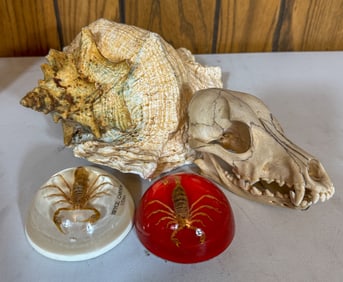 Natural History Group Shell, Skull, Scorpions