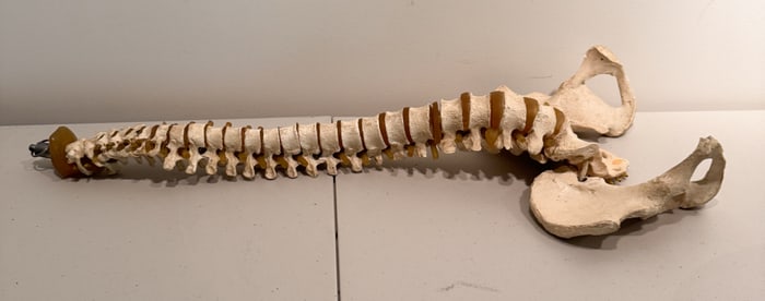 Vintage Resin Human Spine