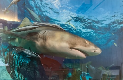 Mark Snyder Underwater Photography Sharks