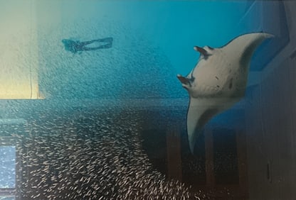 Mark Snyder Underwater Photography Diver & Fish
