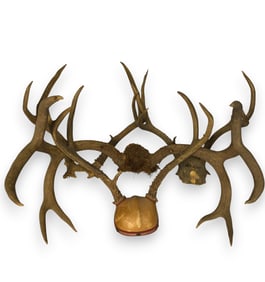 4 Sets European Mounted Antlers