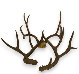 Set of European Mounted Antlers & Shedded Antlers