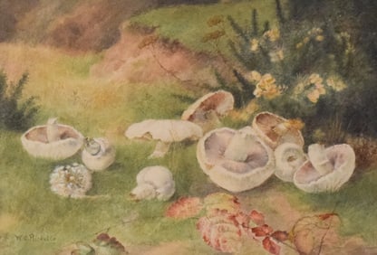 W.C. Ricketts Watercolor Mushrooms
