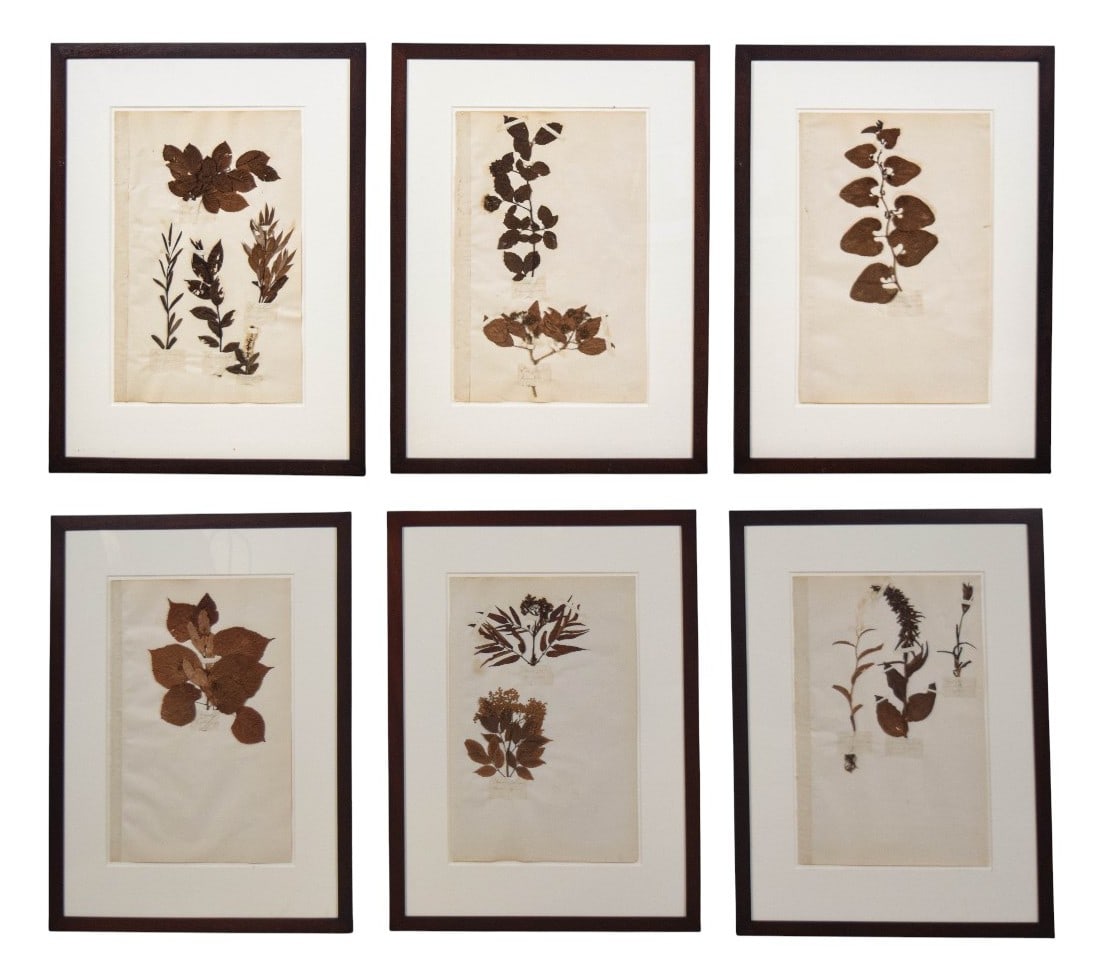 6 Framed Botanical Herbarium Sheets Pressed Leaves (1 of 20)