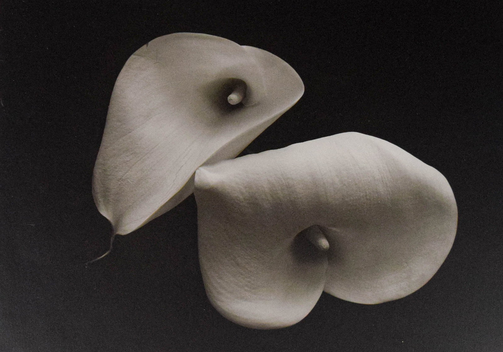 Bruce Rae Gelatin Silver Print Cala Lily II: Bruce Rae (British, b. 1946). Silver gelatin print photograph, Cala Lily II. Signed, titled, and numbered 4/50 in pencil in the lower margin, and with Peter Fetterman label with info on verso. Matted,