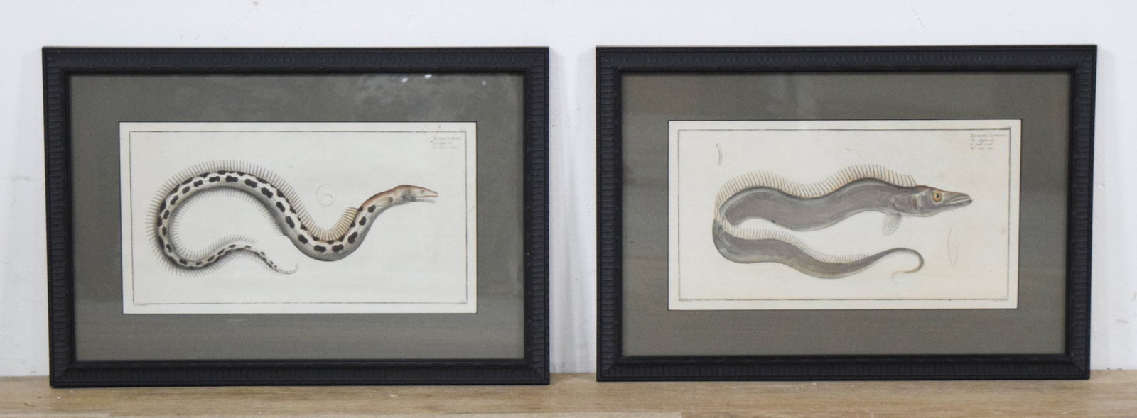 Marcus Elieser Bloch Pair of Fish Engravings: Marcus Elieser Bloch (German, 1723-1799). Pair of hand-colored engravings on paper from Bloch's 18th-century work, Allgemeine Naturgeschichte der Fische. Plate 154 (CLIV) depicting the Muraena Ophis, 