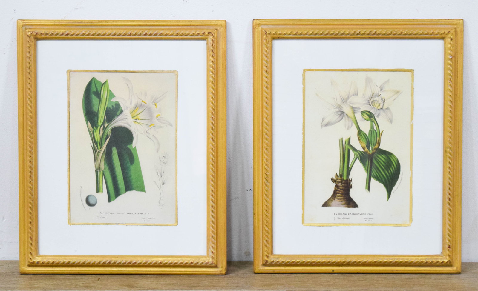 Pair of Botanical Lithographs after Louis van Houtte: Pair of lithographs after 19th-century botanical illustrations by Louis van Houtte. Two varieties of white lilies, identified in the lower margins as Pancratium (Ismene) calathinum and Eucharis grandi