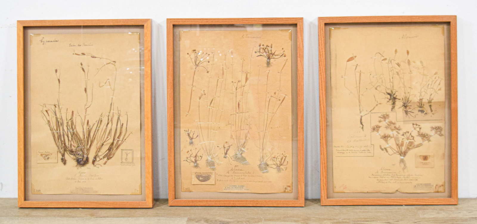 Docteur Adamski, Group of French Botanical Herbarium Specimens, 1889-1934: Three framed botanical herbarium specimens collected and prepared by Docteur Adamski of Neuilly-en-Thelle, Oise, France. Identified specimens include Carex mairii, Alisma ranunculoides, Alisma natans,