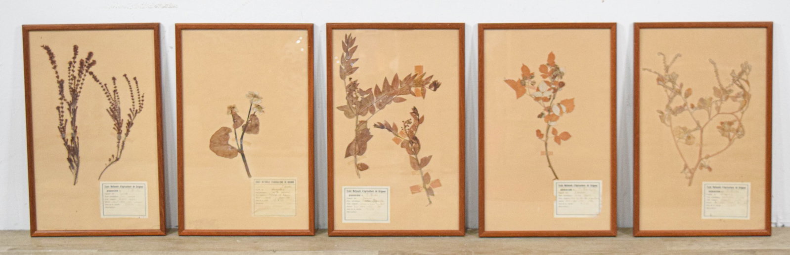 Ecole Nationale d'Agriculture de Grignon, Group of Framed Botanical Specimens, 1937: Five framed botanical specimens consisting of pressed and dried plants mounted on paper. Each sheet with a label from the Ecole Nationale d'Agriculture de Grignon with handwritten inscriptions identif