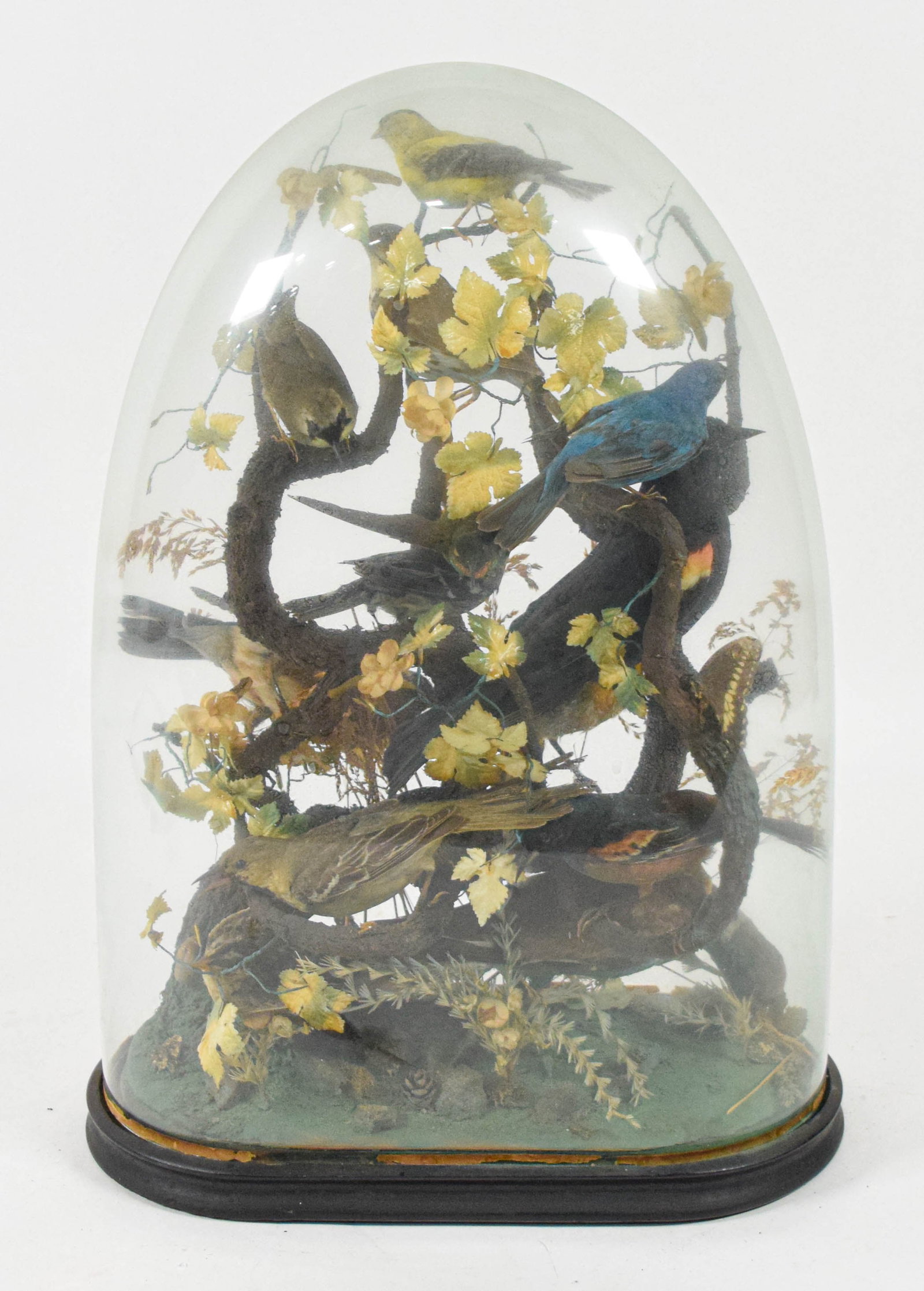 Large Victorian Multi-Specimen Bird Taxidermy Display Under Glass Dome: A Victorian-period taxidermy arrangement featuring several North American bird specimens artistically mounted on a gnarled vertical wood branch structure. The display is accented with artificial grape