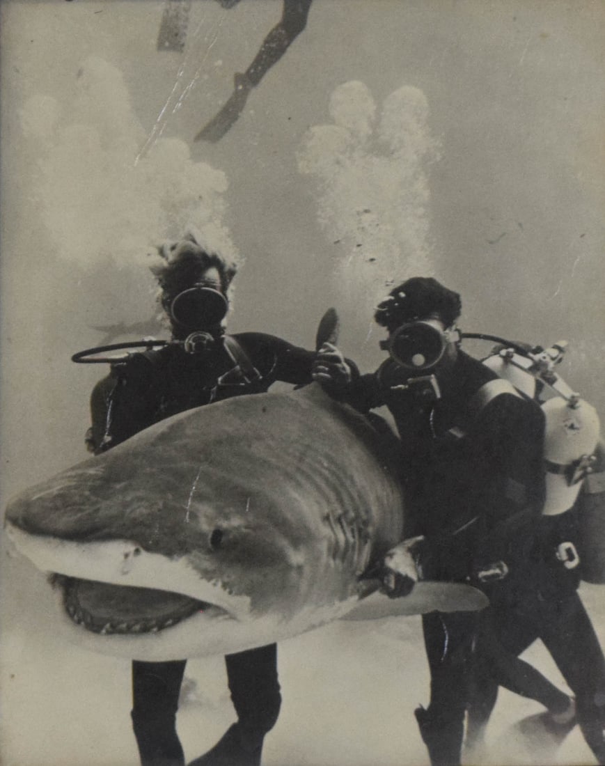 Silver Gelatin Print John McLaughlin and Ricou Browning: Silver gelatin print, John McLaughlin and Ricou Browning wrangling a tiger shark during the production of Thunderball (United Artists, 1965). Frame: 9 3/4 x 7 7/8 x 1/2 in. From the personal collectio