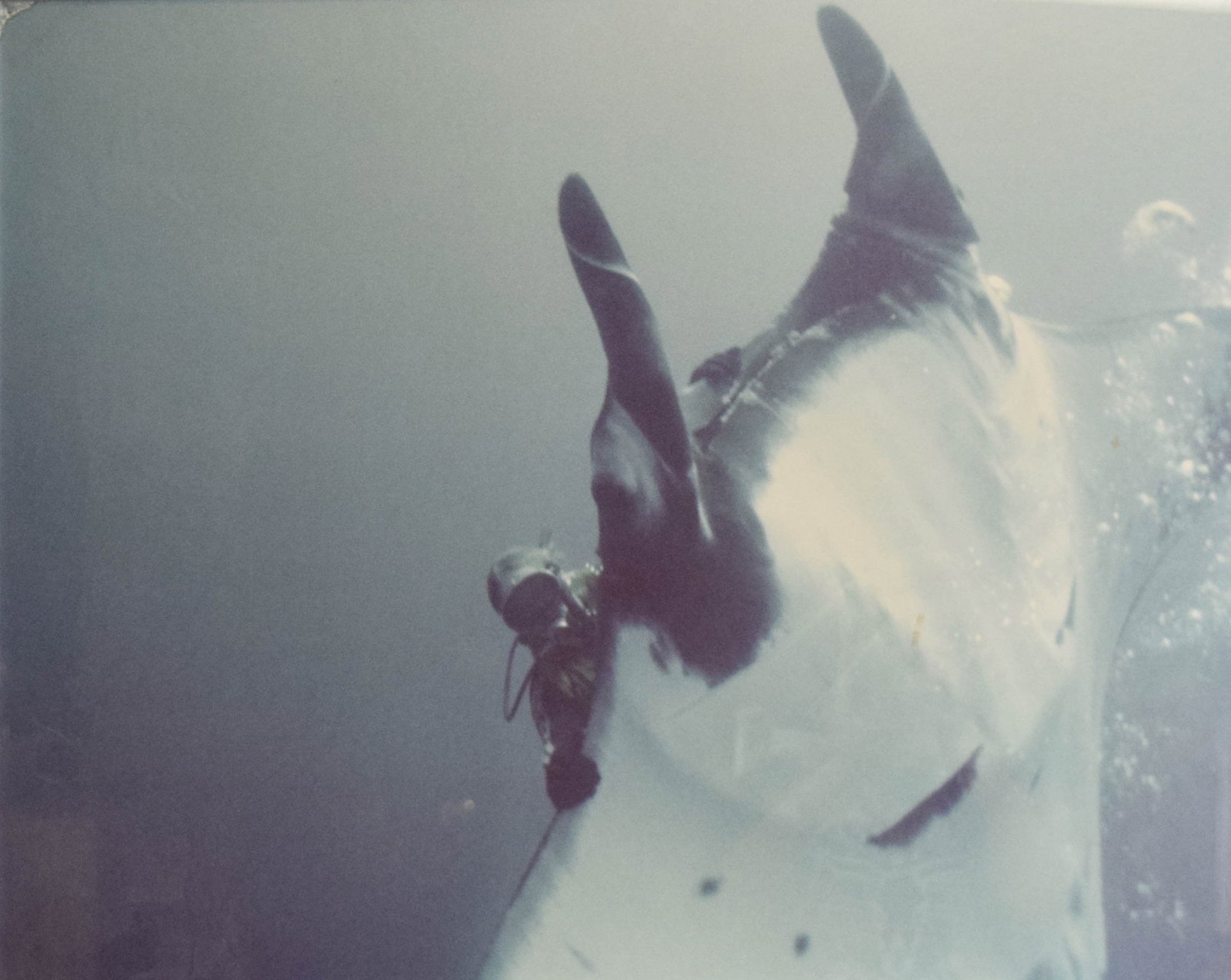 Peter Benchley Diving with Manta Ray, Chromogenic Print: Large-scale chromogenic print of Peter Benchley diving with a manta ray. The underwater photograph features a close-up view of a manta ray, with Benchley and ascending air bubbles visible in the backg
