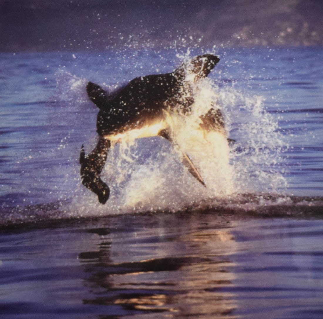 Dr. Neil Hammerschlag Chromogenic Print Great White Shark Breaching: Chromogenic print of a breaching great white shark, photographed by Dr. Neil Hammerschlag, a marine ecologist and shark researcher based out of Nova Scotia, Canada. The work was produced as a commemor