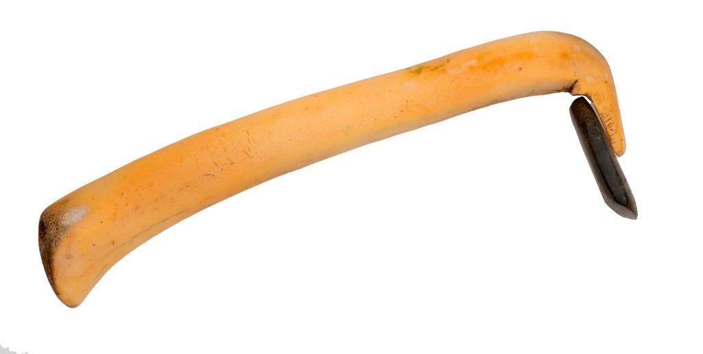 Bone Hide Scraper: 12" x 4.25". Bone haft with stone blade.