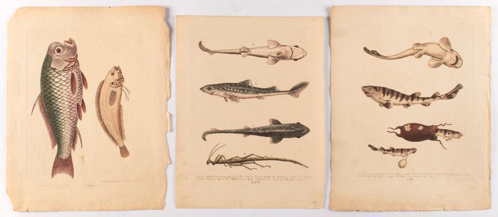 A Group of 12 Marine Colored Engravings by George Edwards (British, 1694-1773) (1 of 4)