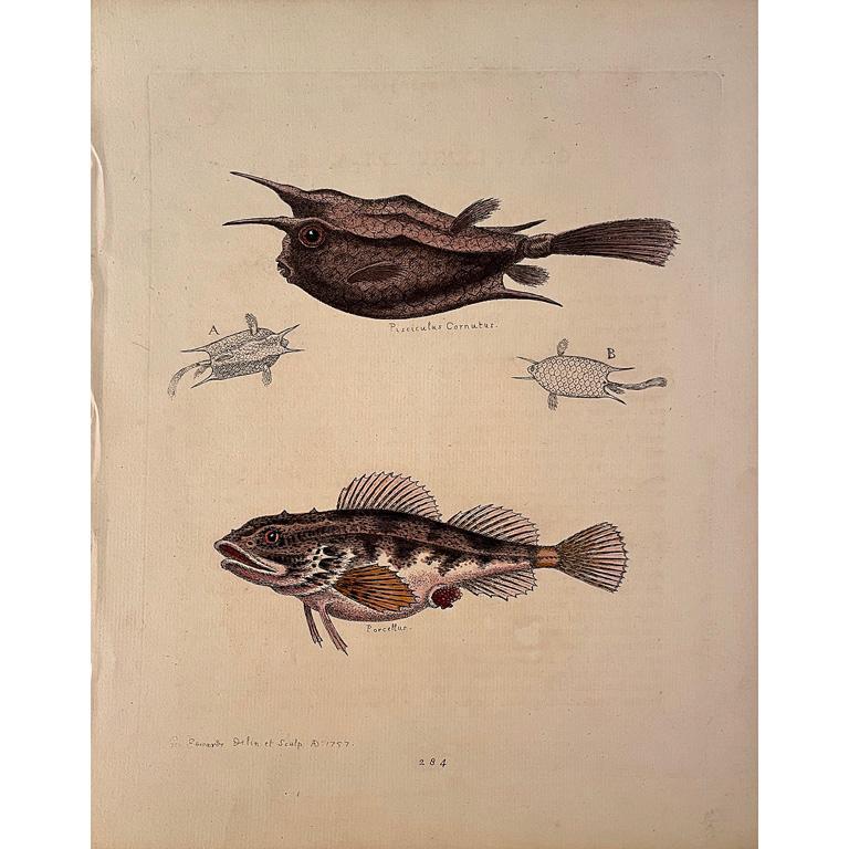 Hand Colored Engraving of Fish by George Edwards (1 of 2)