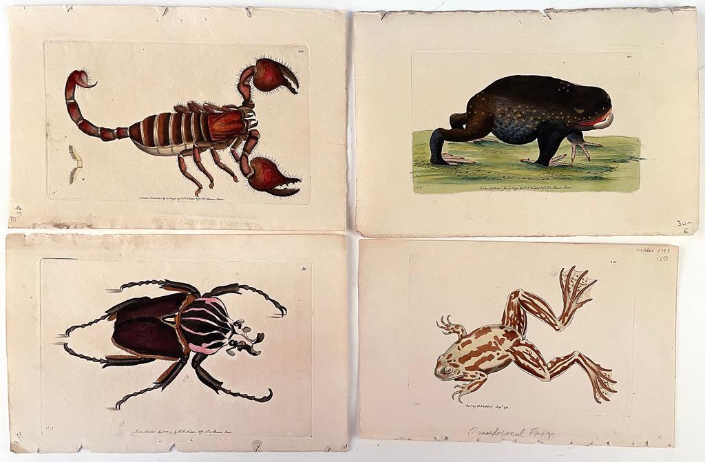 10 Natural History Colored Engravings by Frederick Polydore Nodder (British fl. 1770-1800) (1 of 3)