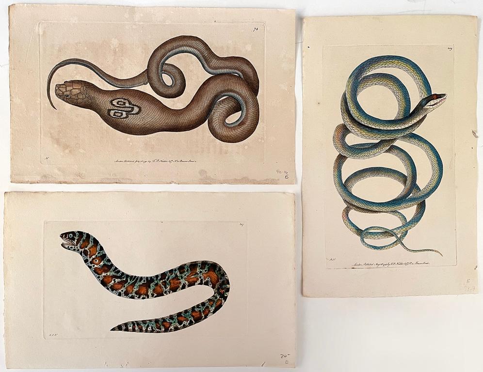 6 Natural History Colored Engravings by Frederick Polydore Nodder (British fl. 1770-1800) (1 of 2)