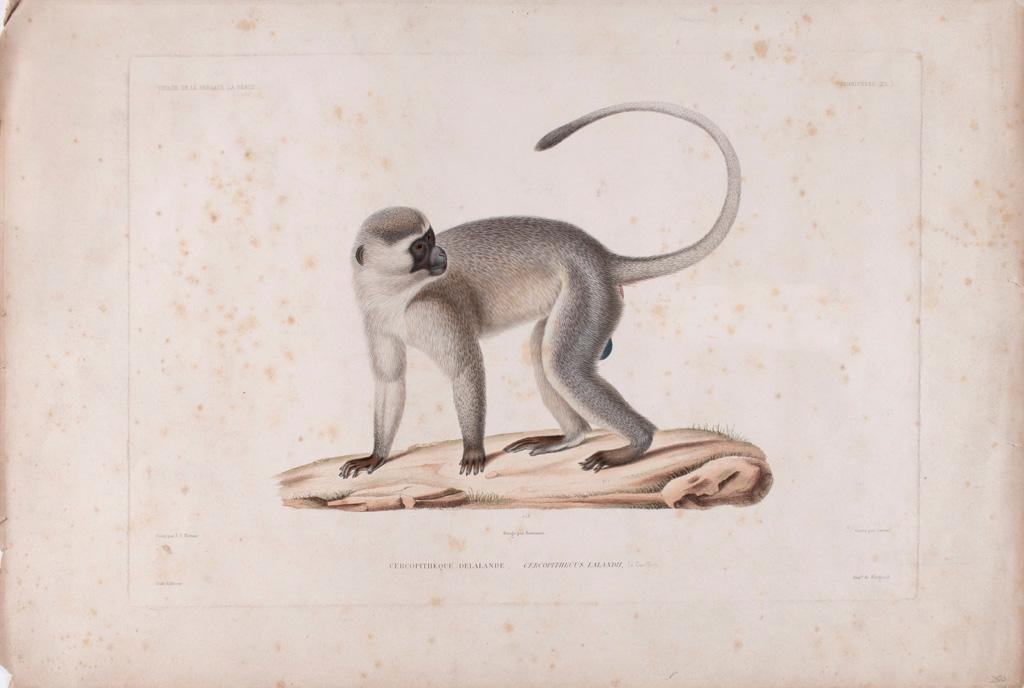 A Hand Colored Engraving From the Voyage De La Fregate La Venus J.C. Werner: Mammiferes pl. 1 Cercopitheque Delalande, Cercopithecus Lalandii colored engraving on paper peint par J.C. Werner, gide editeure grave par Giraud, imp de Bougeard 11 x 16.25 inches (plate) 14 x 21.25